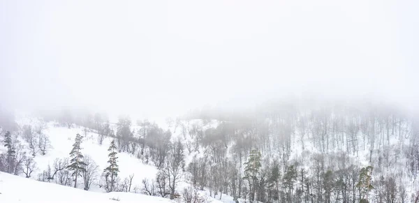 Covered Snow Caucasus Mountain Misty Day Time Bakuriani Resort Georgia — Stock Photo, Image