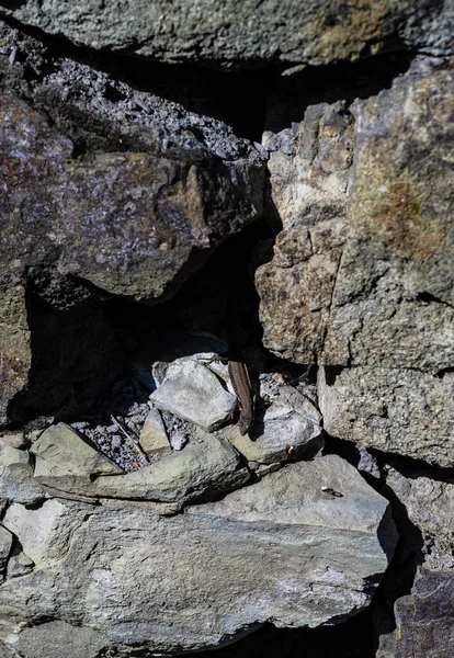 Pequeno Réptil Lagarto Pedra Dia Ensolarado — Fotografia de Stock