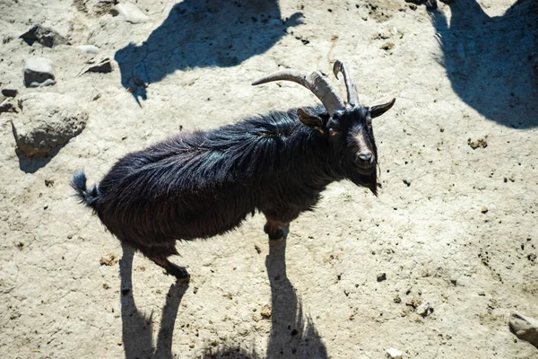 February 2022 Tbilisi Georgia Cute Goats Tbilisi Zoo Georgia — Stock Photo, Image