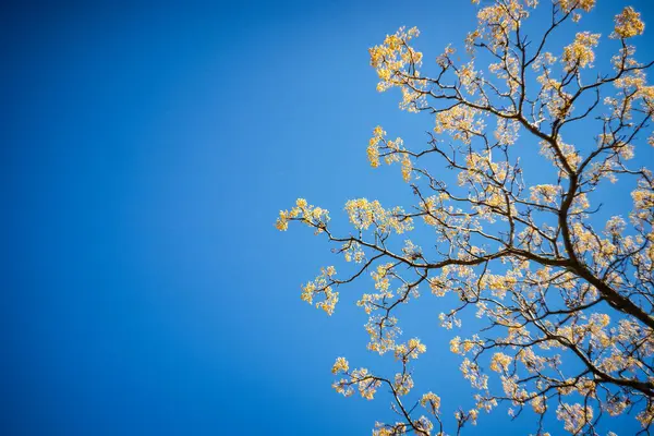 公園に咲く木と青い雲のない空 — ストック写真