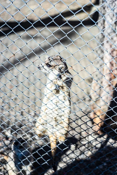 Februari 2022 Tbilisi Georgien Söt Surikat Tbilisi Zoo Georgien — Stockfoto