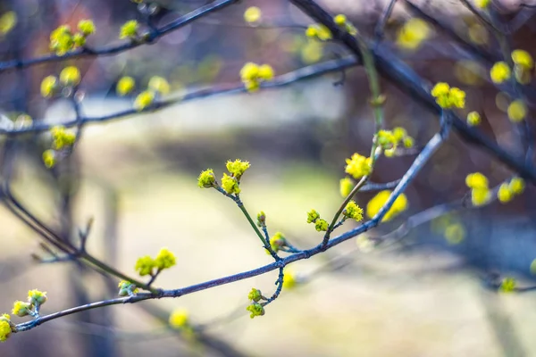Zbliżenie Pierwszych Zielonych Liści Drzewie Wiosnę — Zdjęcie stockowe