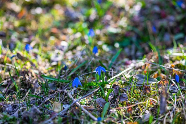 Eerste Lente Blauwe Scilla Siberica Bloemen Een Wild Bos — Stockfoto