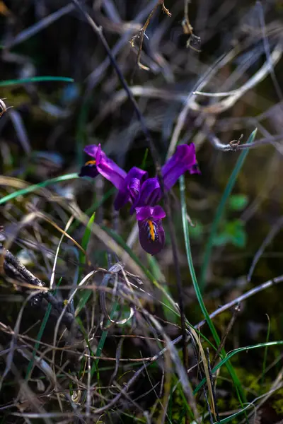 Fiore Pula Selvatica Iris Pianta Nella Foresta — Foto Stock