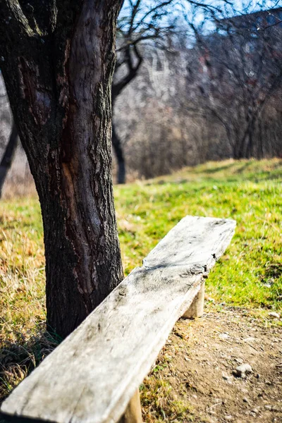 春の庭の古い木のベンチと木 — ストック写真