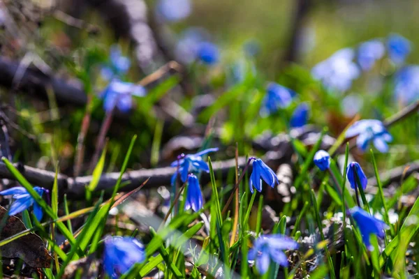 Eerste Lente Blauwe Scilla Siberica Bloemen Een Wild Bos — Stockfoto