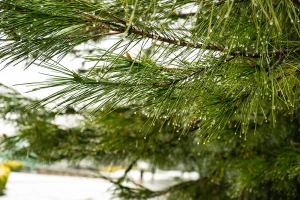 Zăpadă Brad Asa Iarna Carte Naturala — Fotografie, imagine de stoc