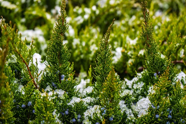 Snow Fir Tree Asa Winter Natural Card — Stock Photo, Image