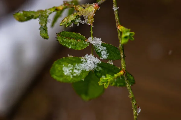 Grüne Blätter Der Rosenpflanze Unter Dem Schnee Garten — Stockfoto