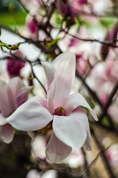 Bloeiende Magnolia Boom Het Voorjaar Pastel Bokeh Tbilisi Rike Park — Stockfoto