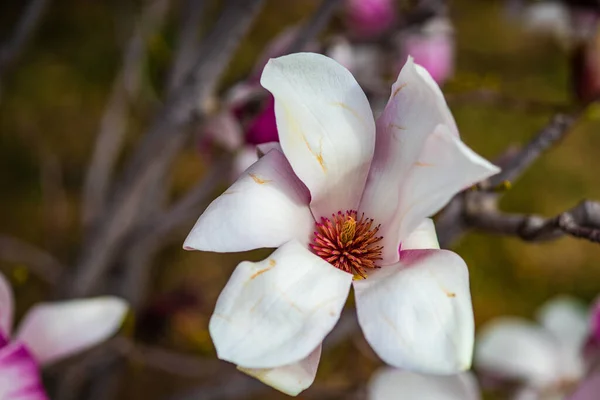 Blooming Magnolia Tree Spring Pastel Bokeh Tbilisi Rike Park Georgia — Stock Photo, Image