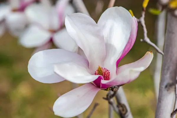 Kwitnące Drzewo Magnolii Wiosną Pastelowym Bokeh Tbilisi Rike Park Gruzja — Zdjęcie stockowe