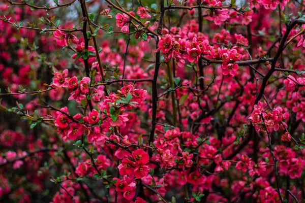 Bahar Bahçesinde Çiğ Taneleriyle Çiçek Açan Kiraz Ağaçları — Stok fotoğraf