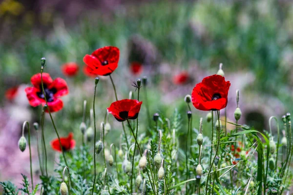 Zblízka Červené Květy Máku Kvetoucí Louce — Stock fotografie