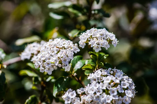 Цветы Лантаны Весеннем Саду — стоковое фото