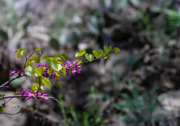 Großaufnahme Der Violett Blühenden Cercis Siliquastrum Pflanze Kaukasus Frühlingsgarten — Stockfoto