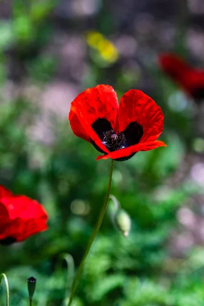 Närbild Röda Vallmo Blommor Blommar Ängen — Stockfoto