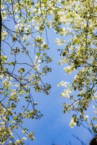 Blooming Fruit Tree Garden Spring Time — Stockfoto