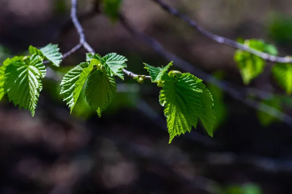 First Green Leaves Nut Tree Sunny Day Forest — Stockfoto