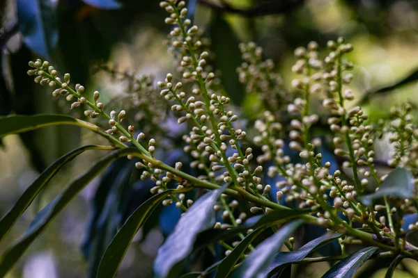 First Flowers Laurel Plant Spring Garden — Fotografia de Stock