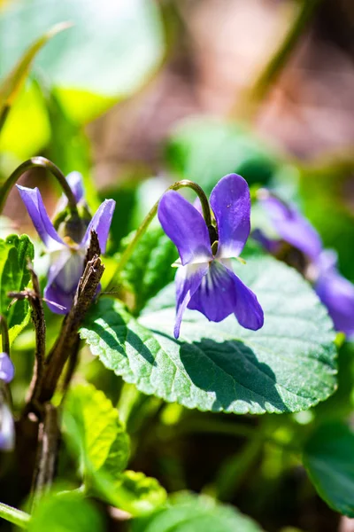 Viola Odorata Violetta Dolce Viola Inglese Viola Comune Viola Giardino — Foto Stock