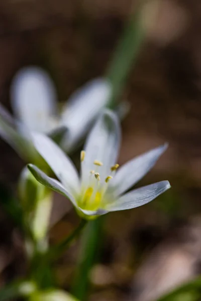 Λευκό Λουλούδι Αστέρι Της Βηθλεέμ Δασικές Εκτάσεις Αποπροσανατολισμένο Φόντο — Φωτογραφία Αρχείου