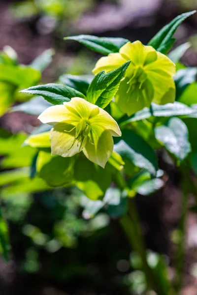 Primer Plano Rara Flor Helleborus Bosque — Foto de Stock