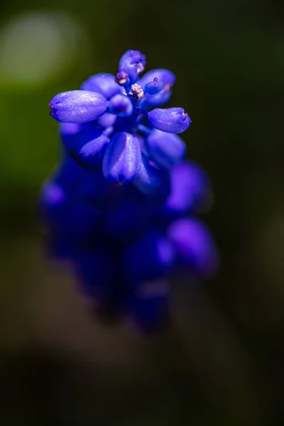 Wild Hyacinth Flowers Field Spring Time Forest — Stock Photo, Image