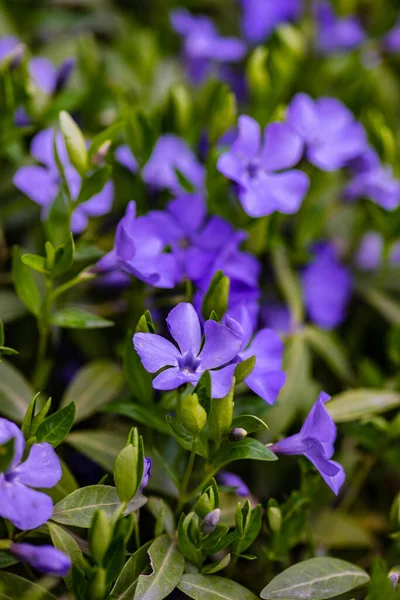 Beautiful Blue Flowers Vinca Plant Summertime Garden — Stockfoto