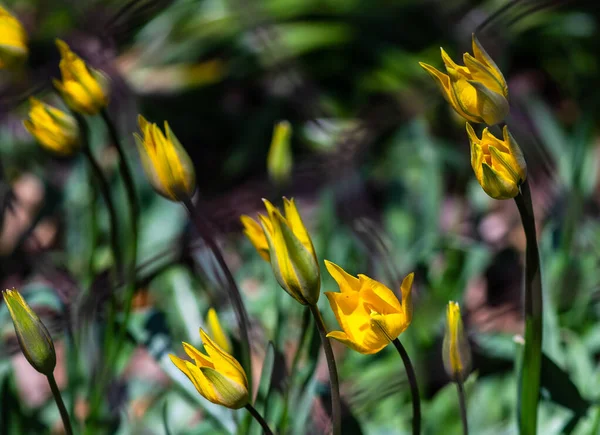 Jarní Zahrada Kvetoucími Žlutými Tulipány Slunečného Dne — Stock fotografie