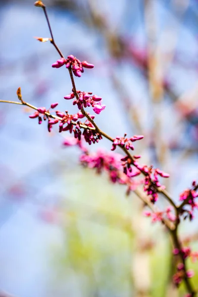Zbliżenie Fioletowy Kwitnący Ćwiczenia Siliquastrum Roślina Kaukazie Teren Wiosenny Ogród — Zdjęcie stockowe