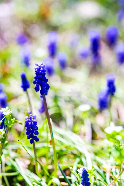 Wilde Hyacint Bloemen Een Veld Het Voorjaar Tijd Woud — Stockfoto