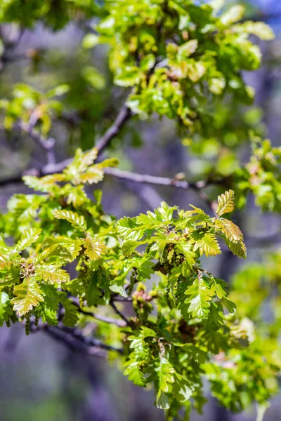 Primer Plano Las Primeras Hojas Verdes Roble Bosque — Foto de Stock