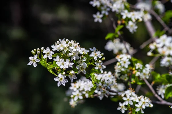 Blütezeit Der Obstbäume Garten Frühling — Stockfoto