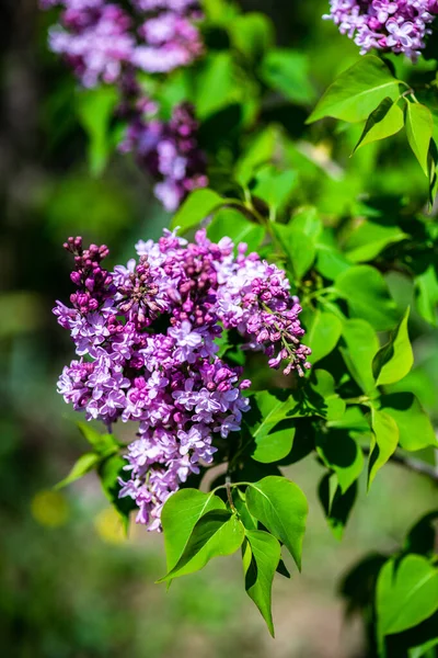 Blooming Lila Bush Een Lente Tijd Tuin — Stockfoto