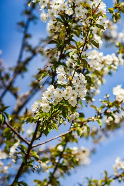 Blooming Fruit Tree Garden Spring Time — Stockfoto