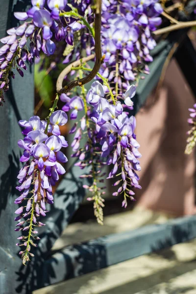 Blooming Purple Wisteria Plant Spring Time Garden — Stock Photo, Image