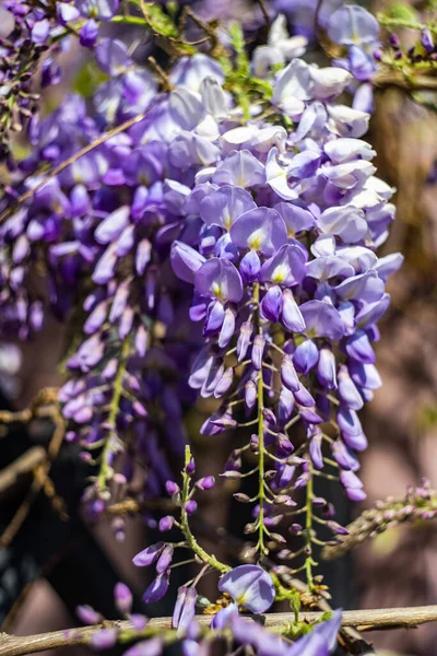 Blooming Purple Wisteria Plant Spring Time Garden — 스톡 사진