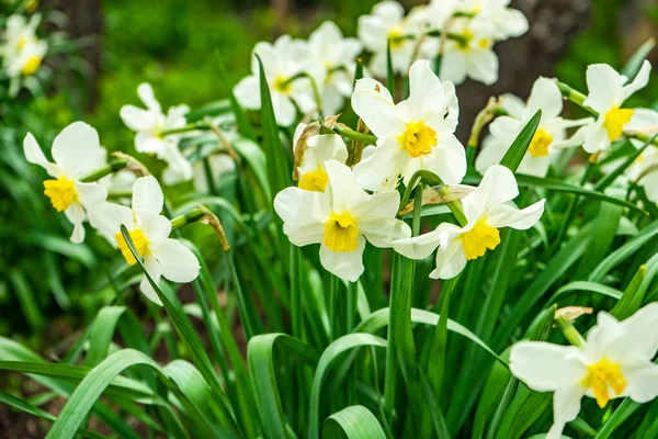 Bud Daffodils Flower Spring Garden — Stock Photo, Image