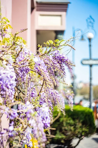 Spring View Tbilisi Old Town Blooming Wisteria Plant — Stok fotoğraf