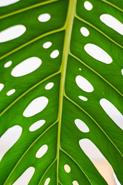 Close Green Monstera Plant Leaf — Stock Photo, Image