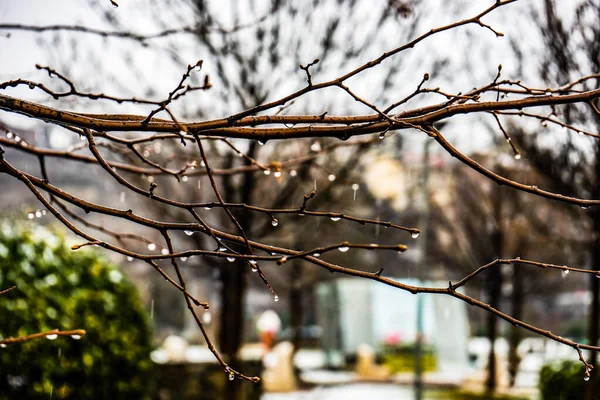 Tree Branches Ran Drops — Stockfoto