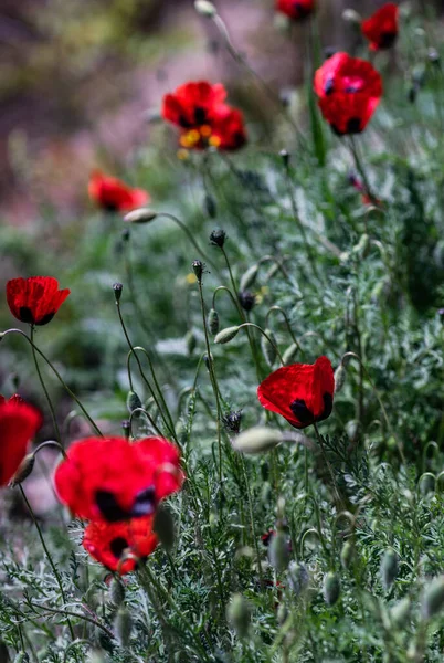 Close Red Poppy Flowers Blooming Meadow — Stockfoto