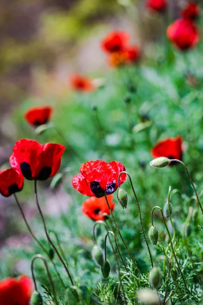 Close Red Poppy Flowers Blooming Meadow — Stock fotografie