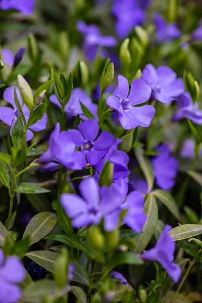 Beautiful Blue Flowers Vinca Plant Summertime Garden — Stockfoto