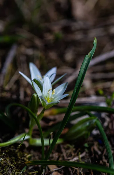 背景色の良い森の中の白い星のベツレヘムの花 — ストック写真