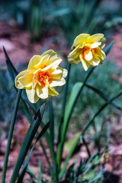 Brote Narcisos Florece Jardín Primavera — Foto de Stock