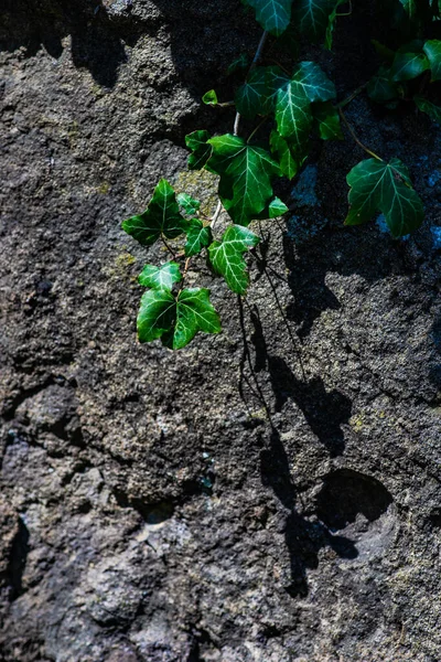 Planta Vid Silvestre Con Hojas Verdes Frescas Como Fondo Natural — Foto de Stock