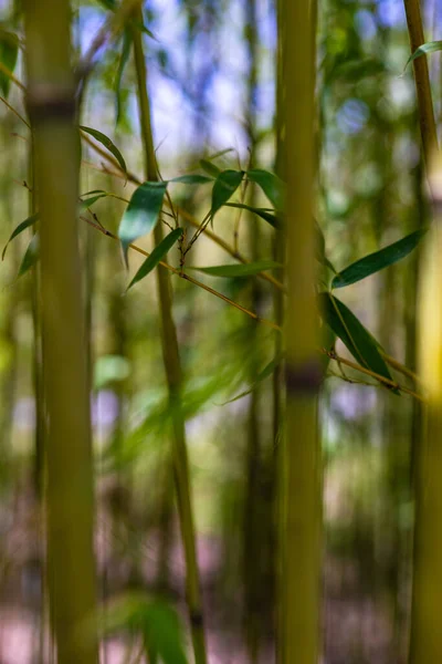 Pozadí Zeleného Bambusového Lesa Jako Přirozeného Pozadí — Stock fotografie