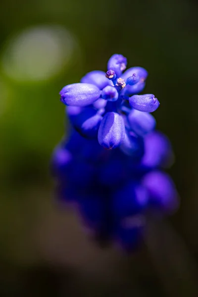 Wild Hyacinth Flowers Field Spring Time Forest — Stock Photo, Image